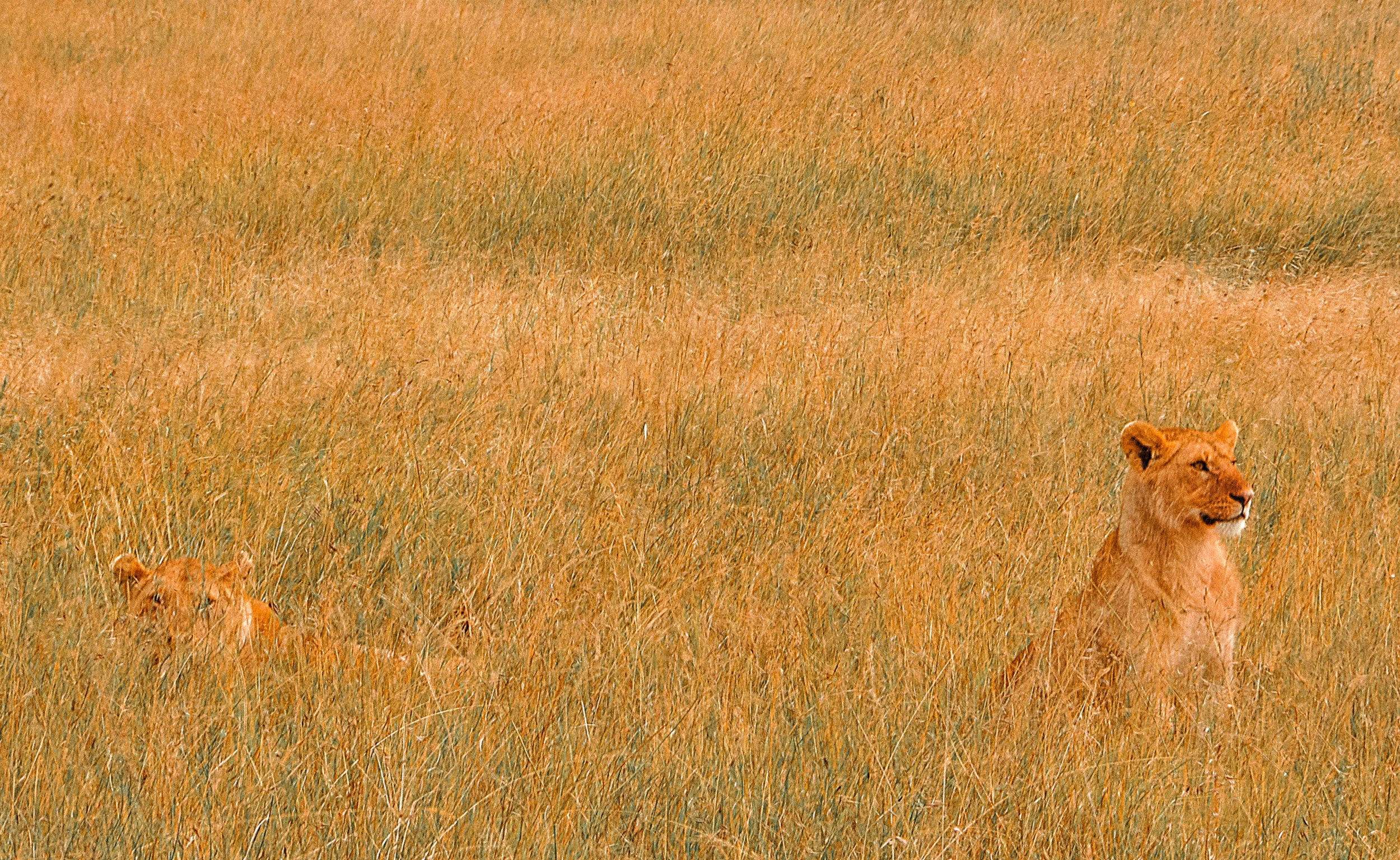 Tanzania29-2.jpg