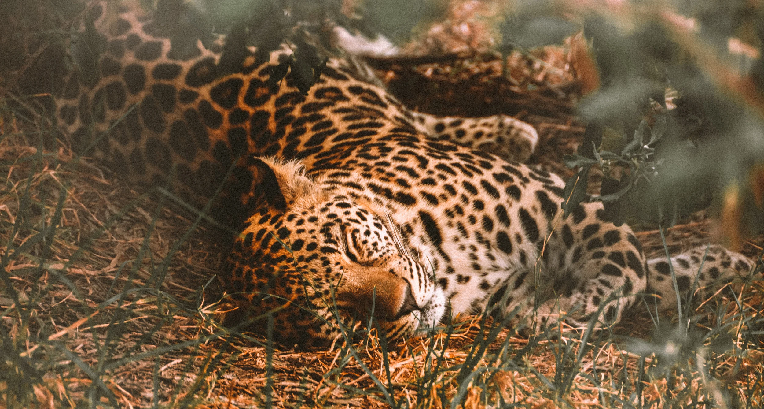 Cheetah-2.jpg