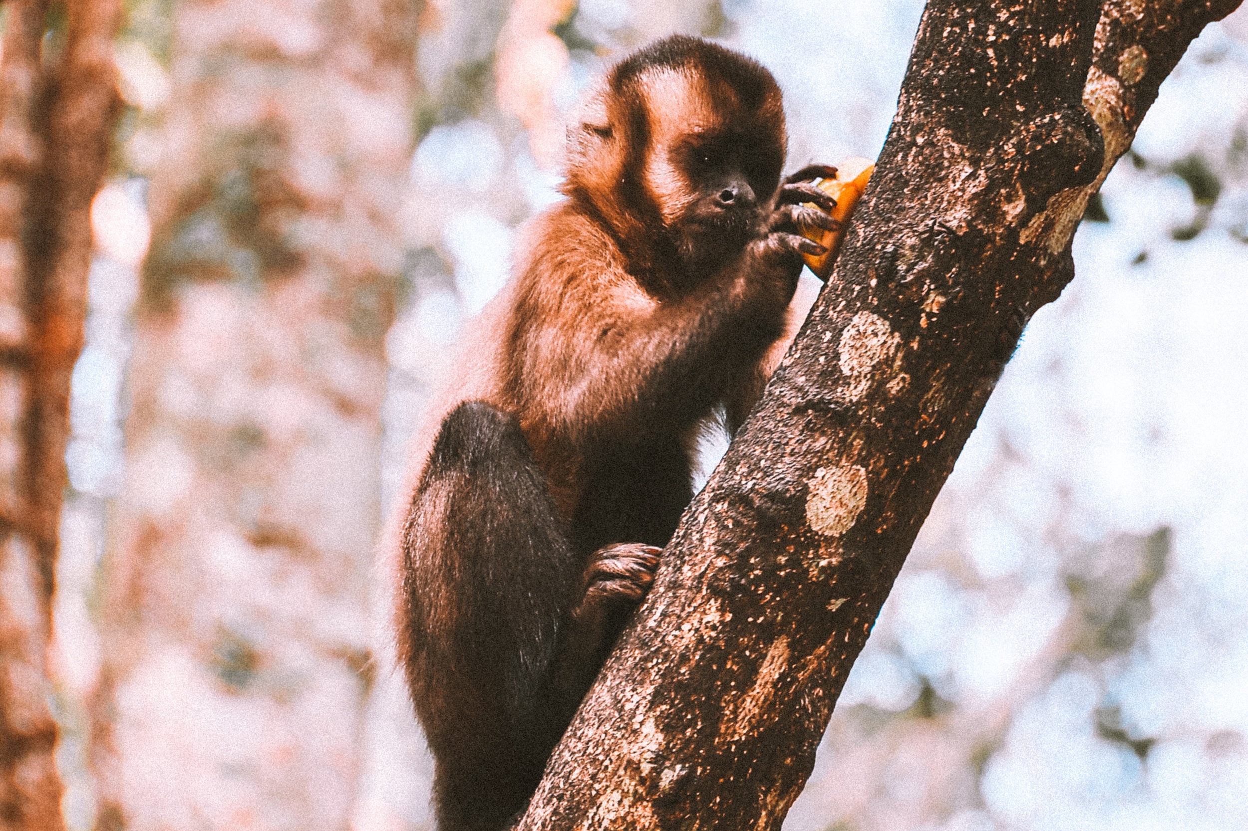 Monkey1-2.jpg