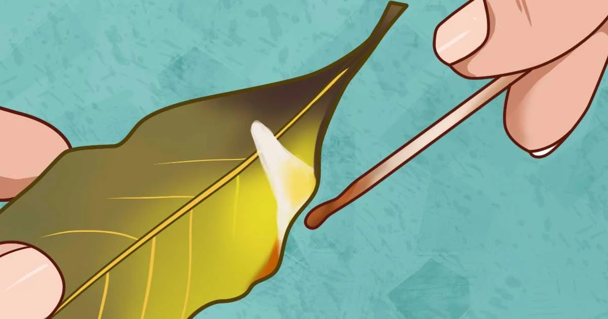 The Incredible Benefits And Uses of Bay Leaves