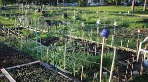 3 White Women Harassed a Black Gardener for More than a Year. He Got Hit With Stalking Charges