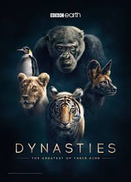 BBC's 'Dynasties' Captures The Complicated Social Lives Of 5 Different Species