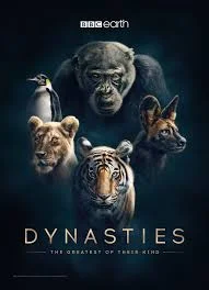 BBC's 'Dynasties' Captures The Complicated Social Lives Of 5 Different Species