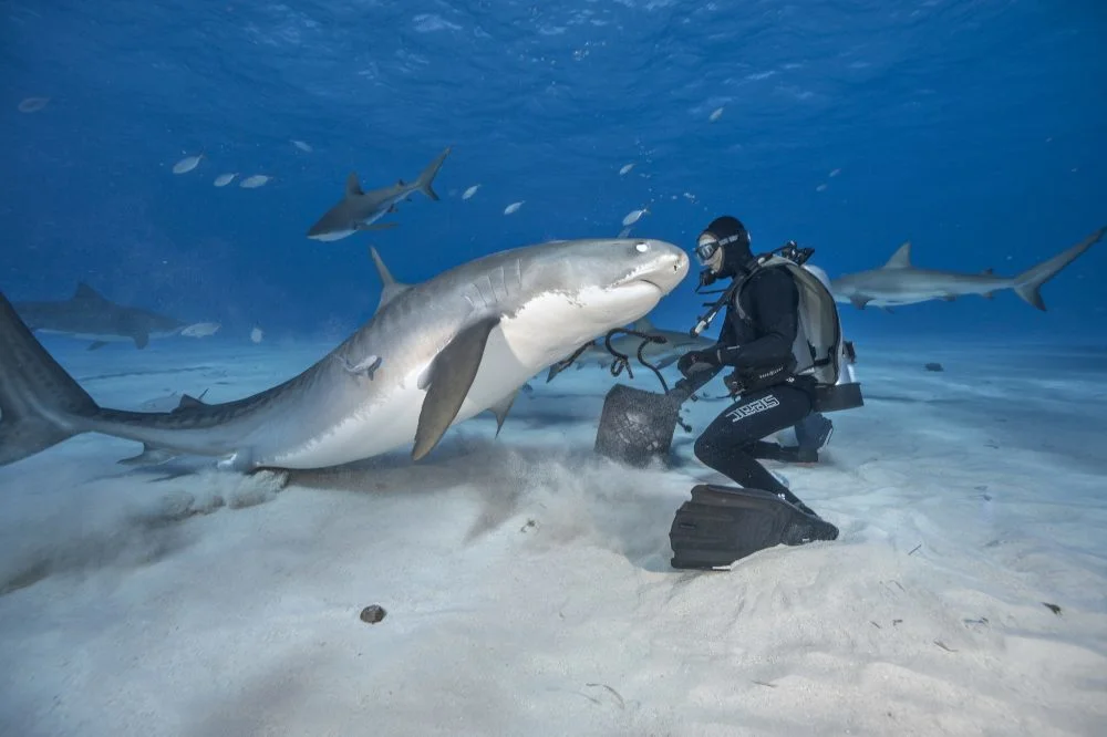 National Geographic Shark Photographer Gets Up Close For The Perfect Shot