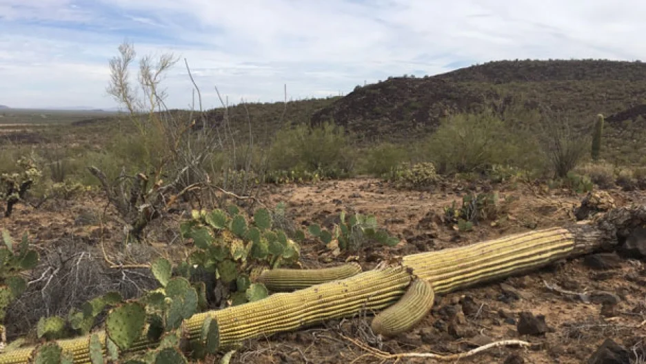 Trump's Wall Will Harm Wildlife Along the US Southern Border, say Environmental Experts