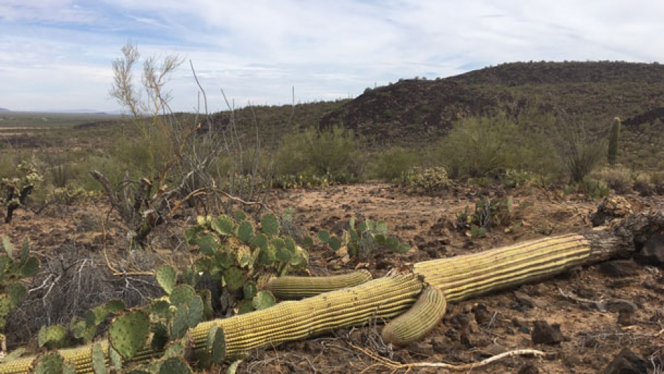 Trump's Wall Will Harm Wildlife Along the US Southern Border, say Environmental Experts
