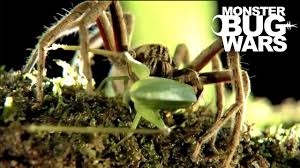 Black Tailed Scorpion vs Red Thighed Wandering Spider | MONSTER BUG WARS