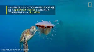 See a Sea Turtle Devour a Jellyfish Like Spaghetti | National Geographic