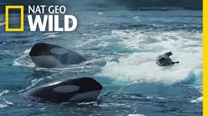 Watch a Crabeater Seal Evade a Pod of Hungry Orcas | Nat Geo Wild