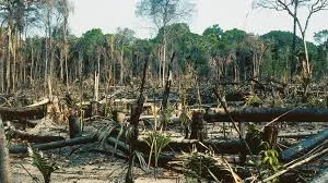 Fears For The Amazon's Future
