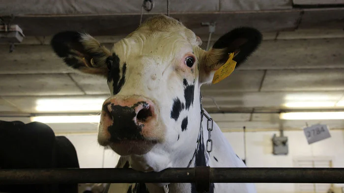 Most U.S. Dairy Cows Are Descended From Just 2 Bulls. That's Not Good