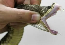 A New Solution For Snakebites