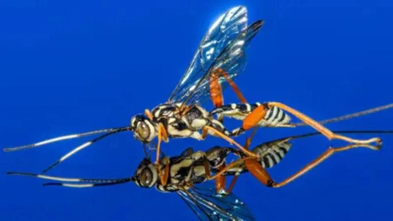 Parasitic Wasps Turn Other Insects Into 'zombies' - Sometimes Saving Humans Along the Way