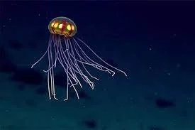 Mariana Trench | In Pursuit of the Abyss
