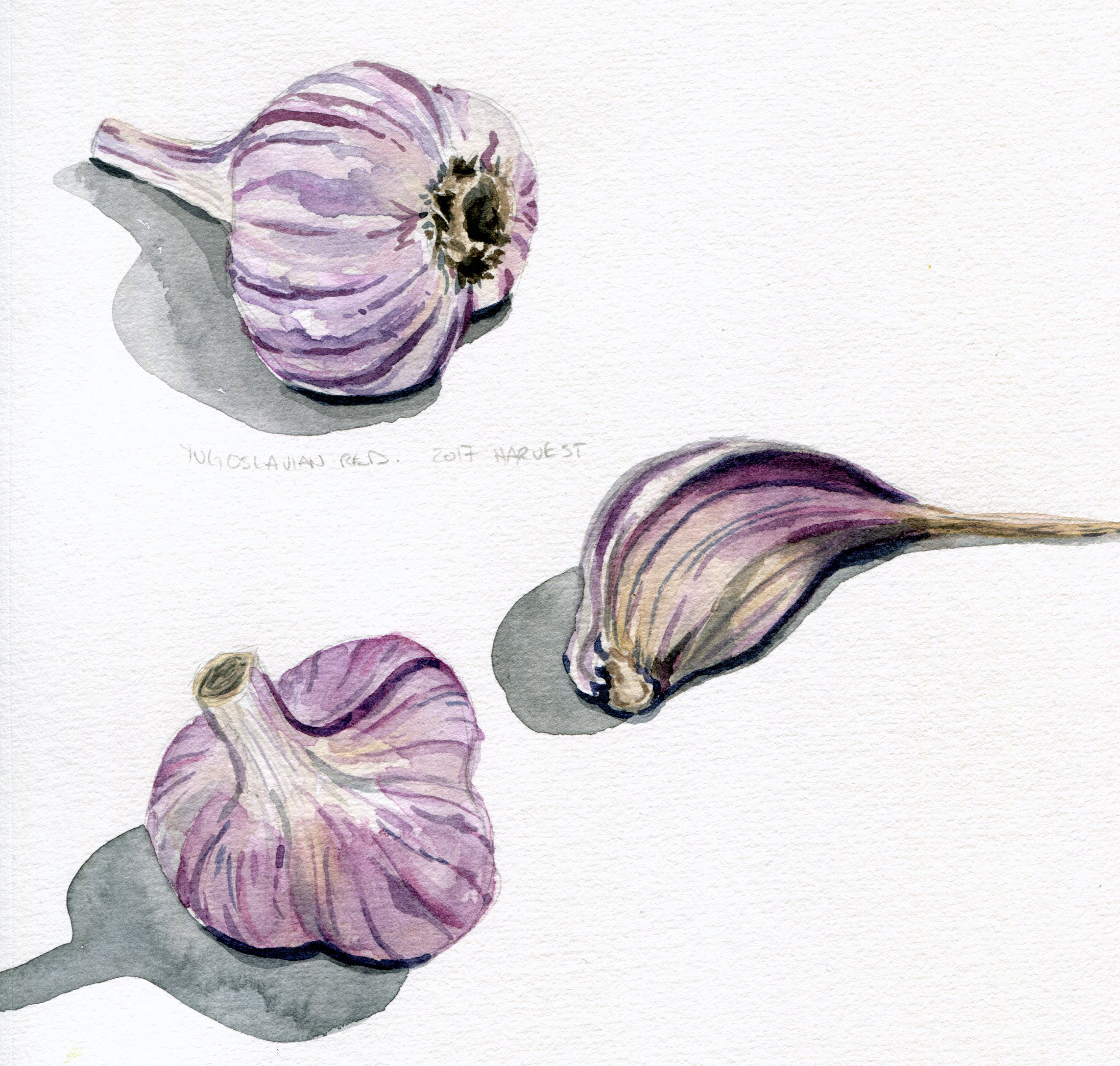 garlic study.jpg