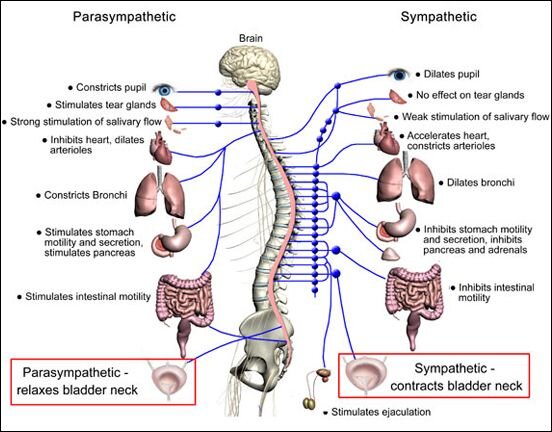 simple autonomic nervous system diagram large - Google Search.jpeg