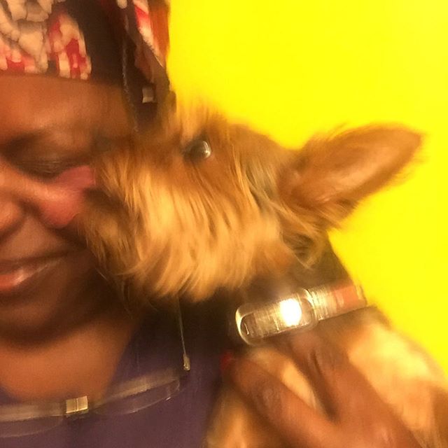 TAZZIE IS HOME! Spirit lead the Harlem community in getting my dog back. Thanks community. I think sister quilter Gwen (in Heaven) had a part in it!