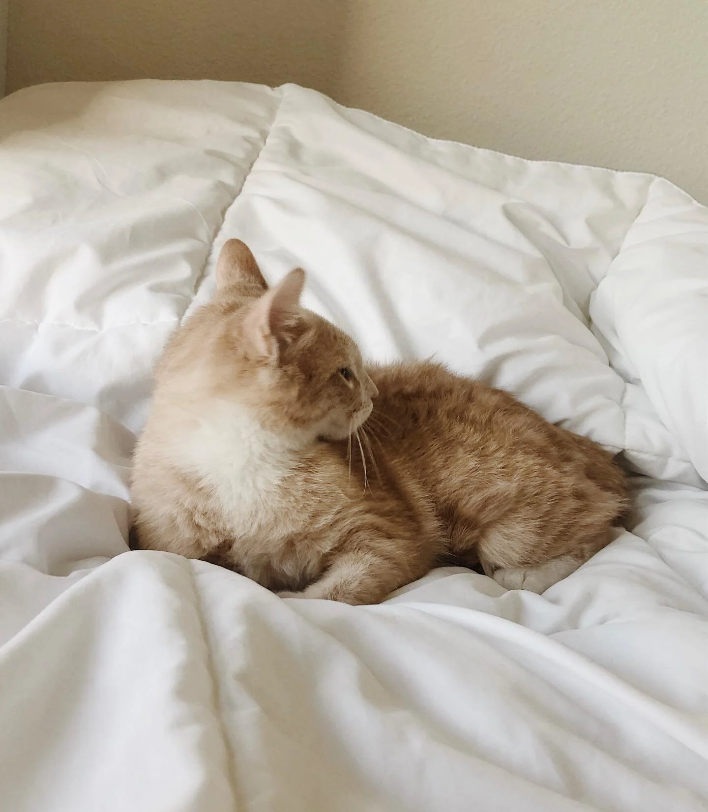 new character unlocked 🥰 
Instagram, meet bagel!