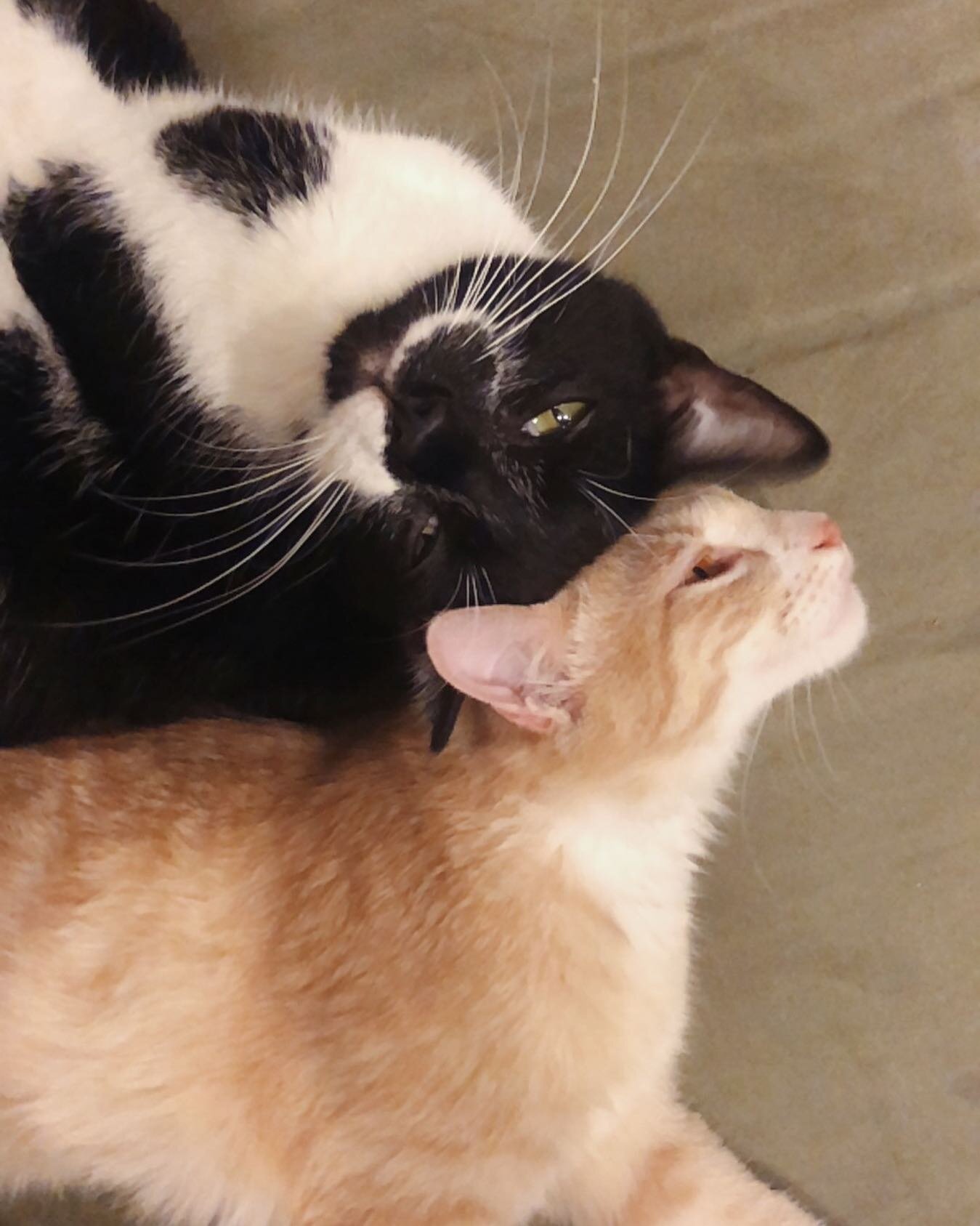 posting our cats bc that&rsquo;s all that life is rn