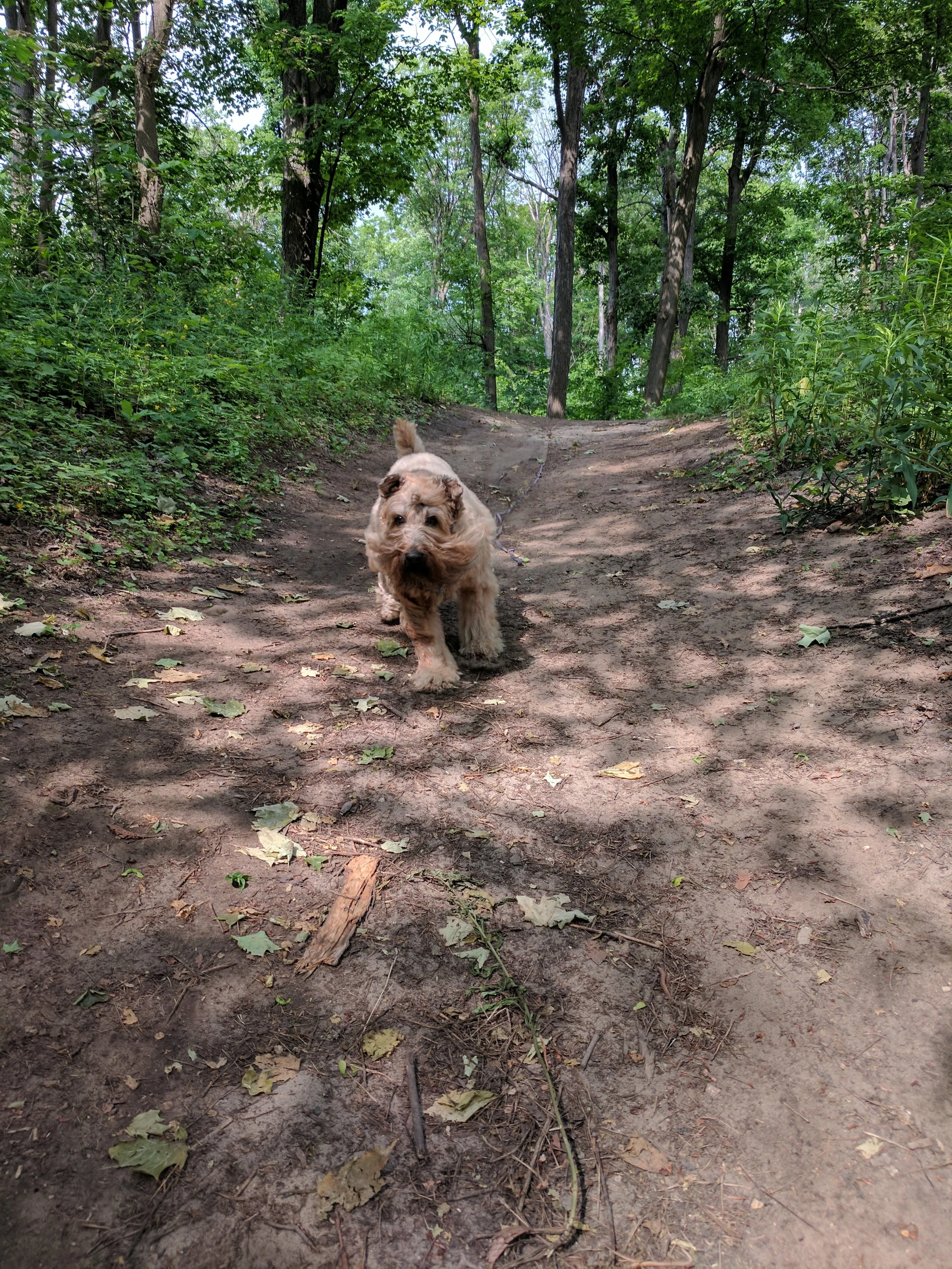 Fergus is in a huge hurry to come when called because he has an Instant Recall!