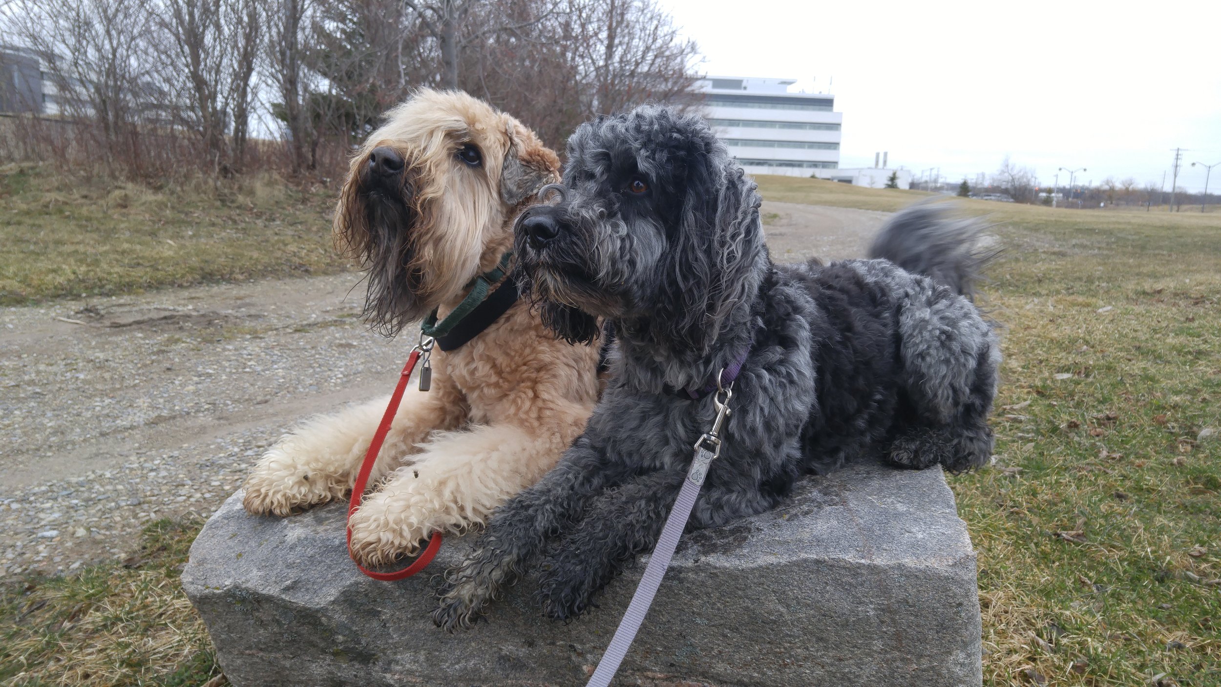 Fergus and Carlie