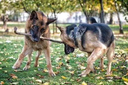 Dogs are a very social species, and although there is only one stick, the dogs are sharing it. We can tell this is play because both dogs are standing with their feet off balance and their bodies are curved. When balanced thus, the dogs cannot effec…