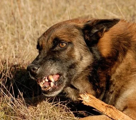 2309147_s This dog is showing us all his teeth and his tongue is retracted deep into his mouth. I know what this looks like! I even know what is most likely motivating him; he is guarding his stick. I don’t need to see your dog do the same thing in …