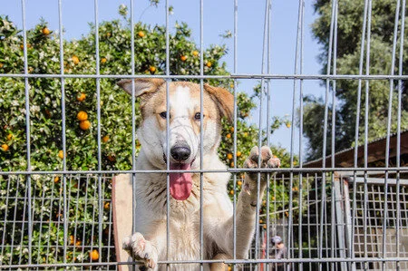 This dog is obviously interested in what is happening on this side of the fence, but he is not going to get into trouble by being asked to tolerate behaviour towards him that is inappropriate!