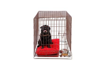 Whores Puppy Cage