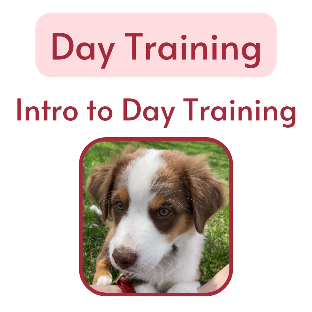 Dog Trainer Cesar Millan Possessive Dog Best Behaviour Dog