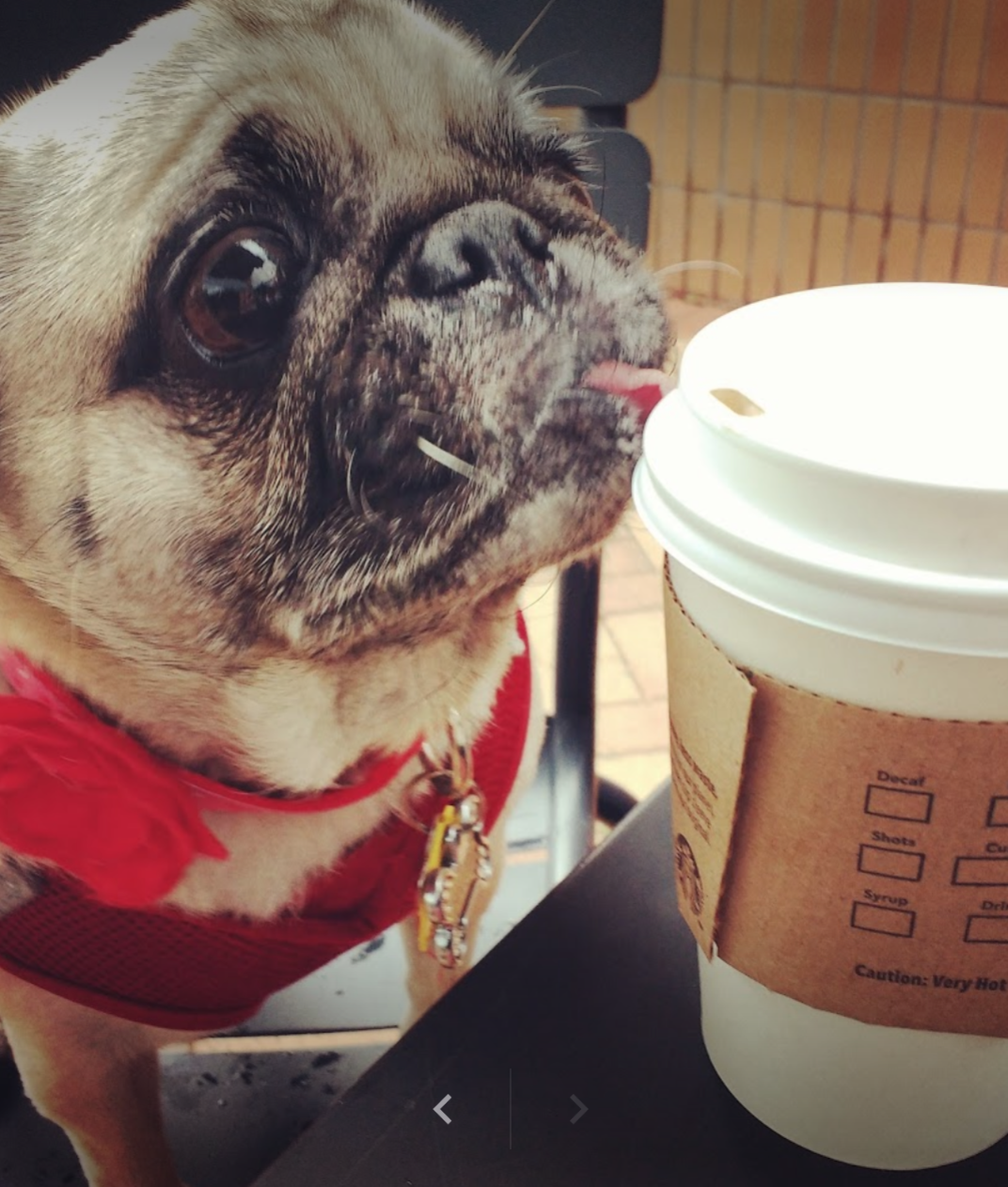 starbucksDog2.png