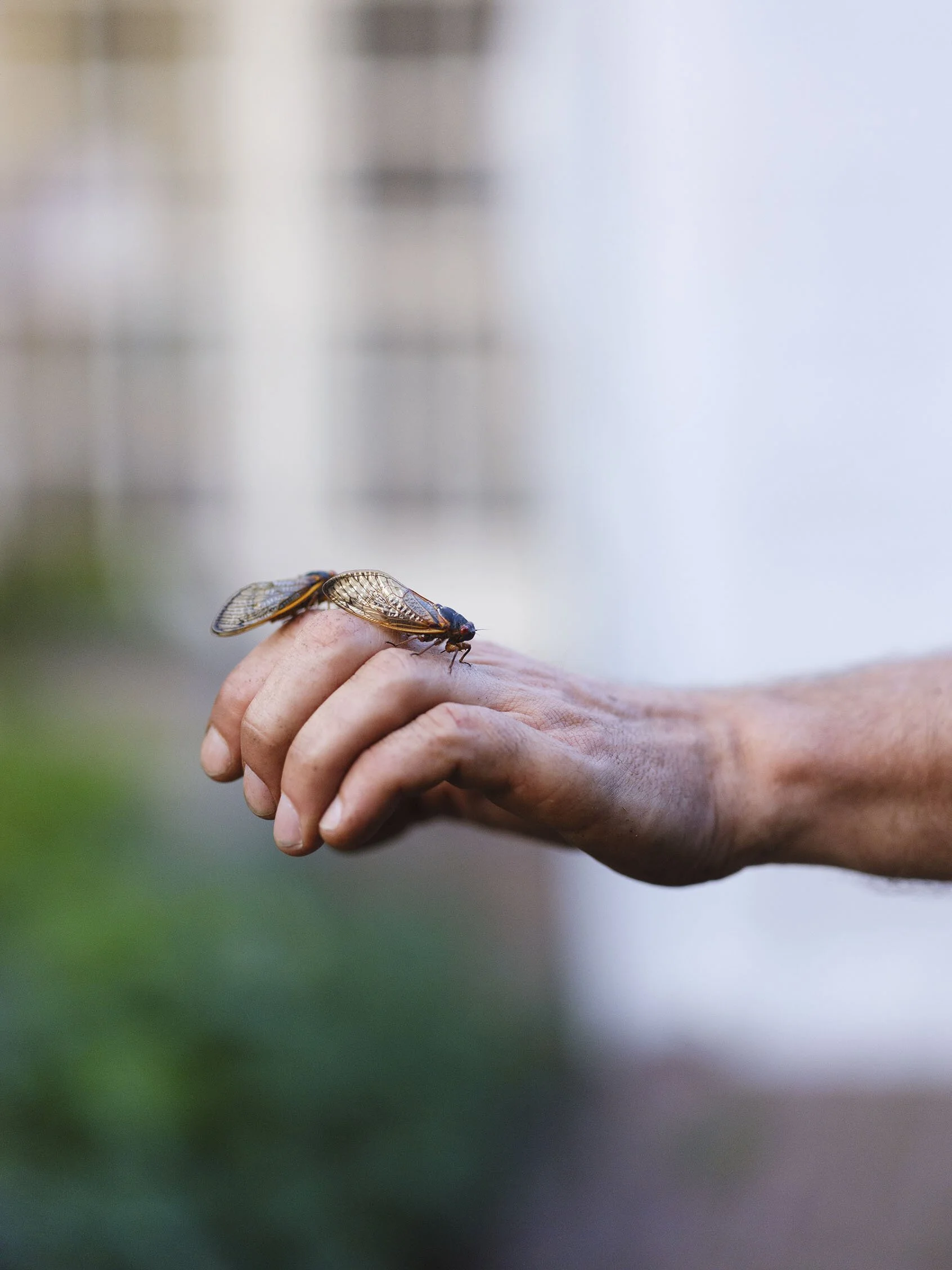 Work in Progress Project about cicadas