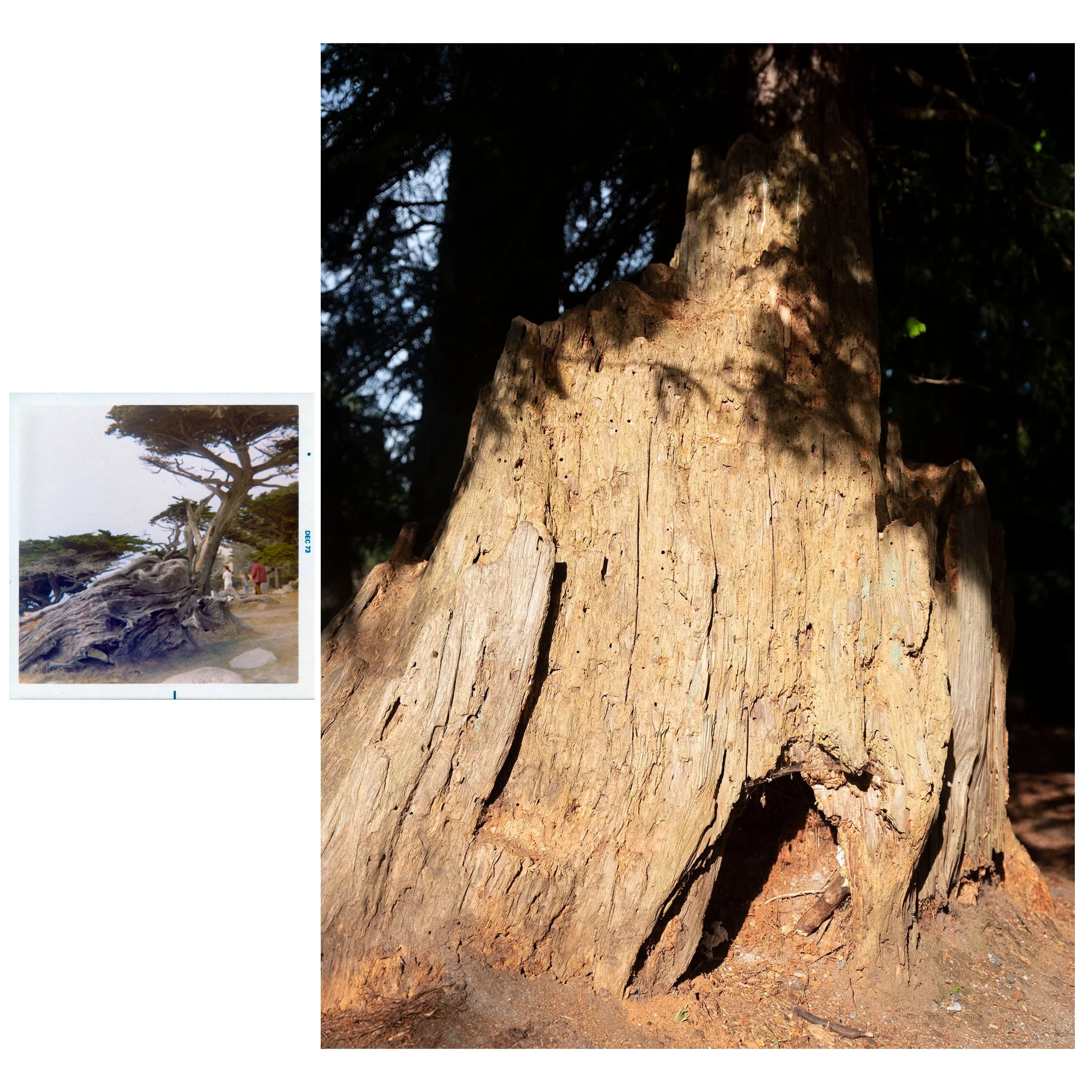  West Coast Trees from where the family originate. Grandmothers photo of Monterey Cypress ( Cupressus macrocarpa ), with artist’s photo of Coast Redwood ( Sequoia sempervirens ) 