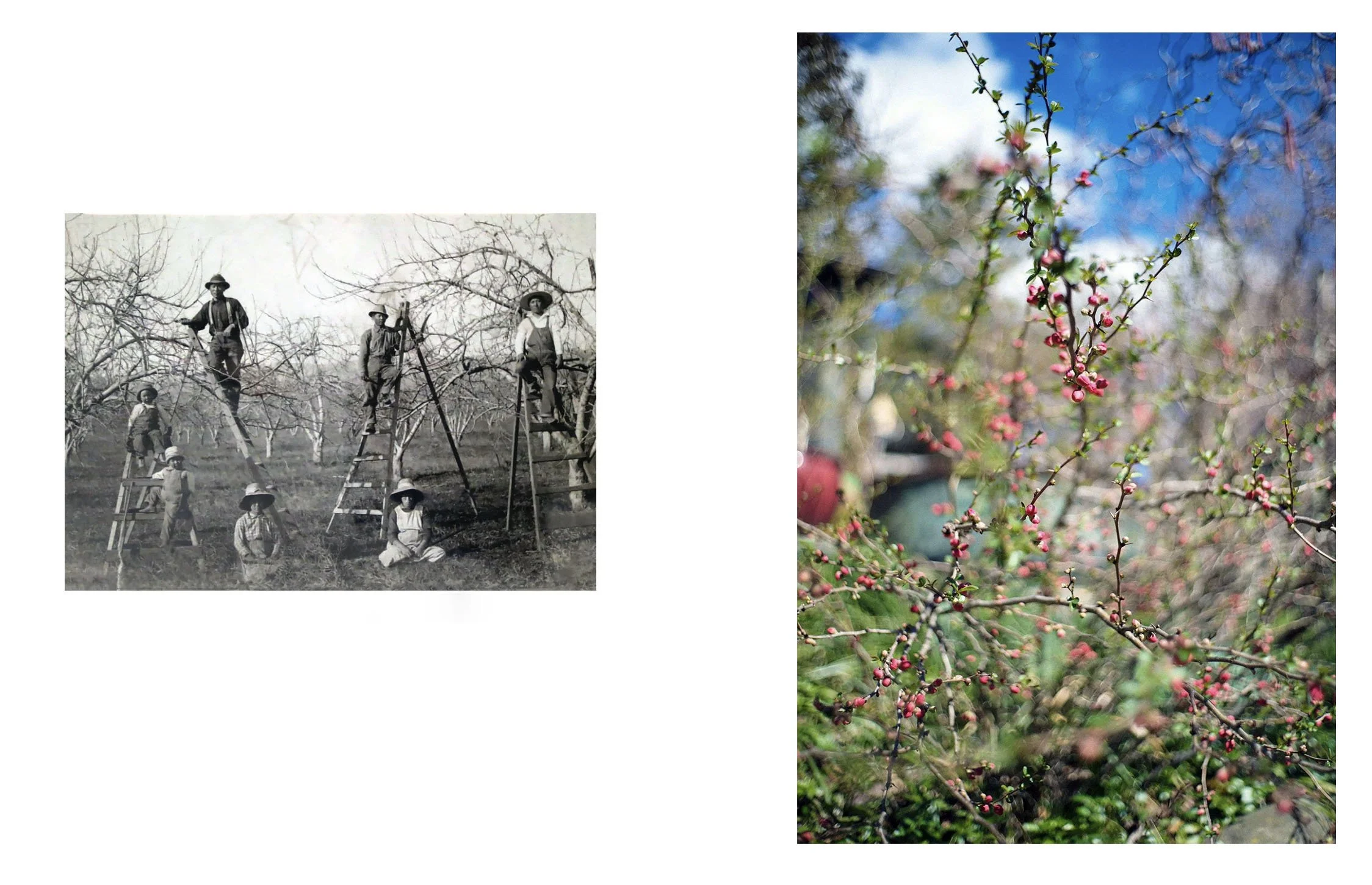  Composite image incorporating an archival photograph of the Sakai family on their fruit farm in prewar California, late 1930s, and a contemporary landscape photograph. 