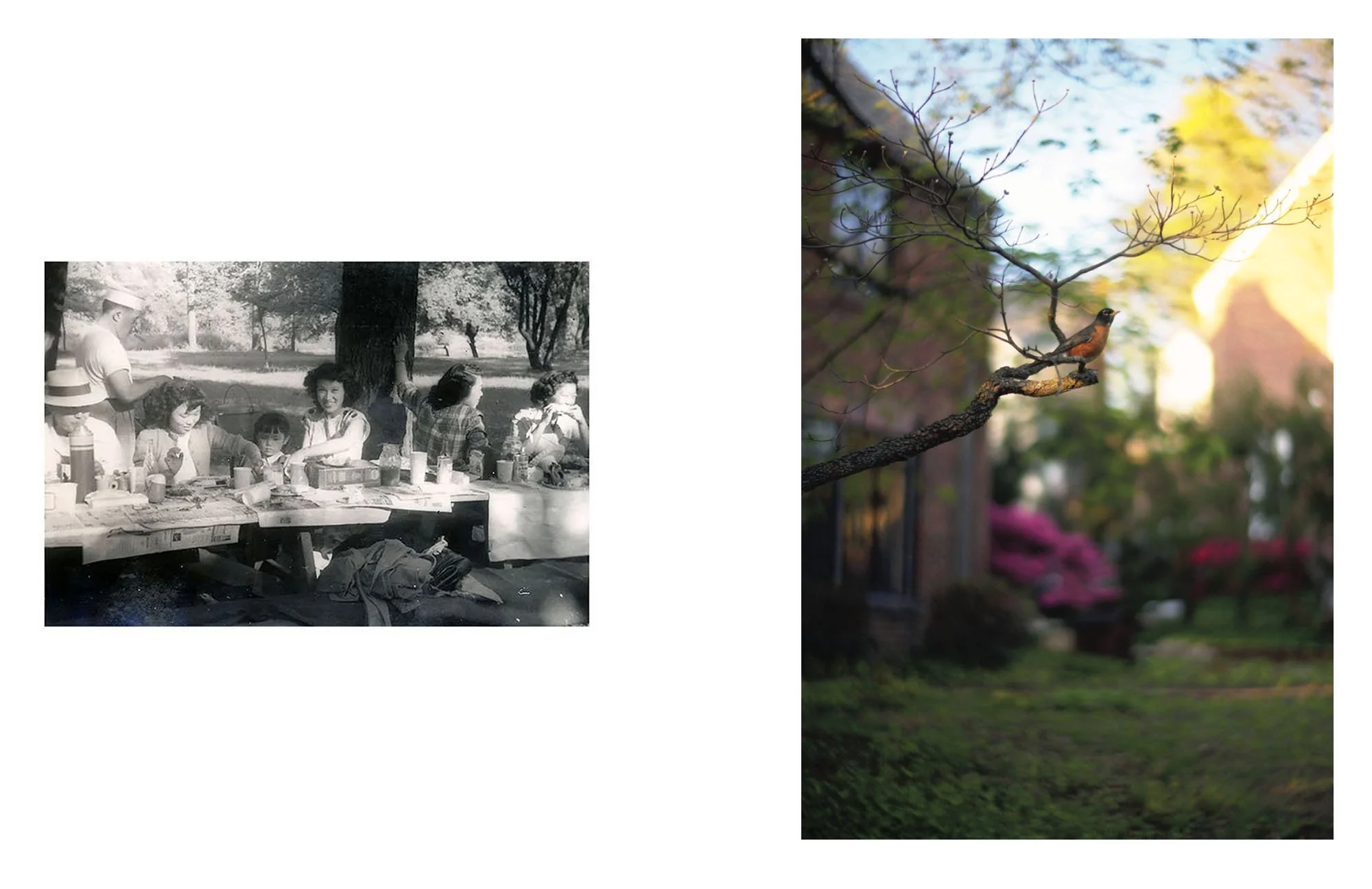  Composite image incorporating an archival photograph of the artist's grandparents, great-aunts, and great-uncles at a family picnic and a contemporary landscape photograph. 