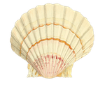 ashley cassidy seale - shell.png