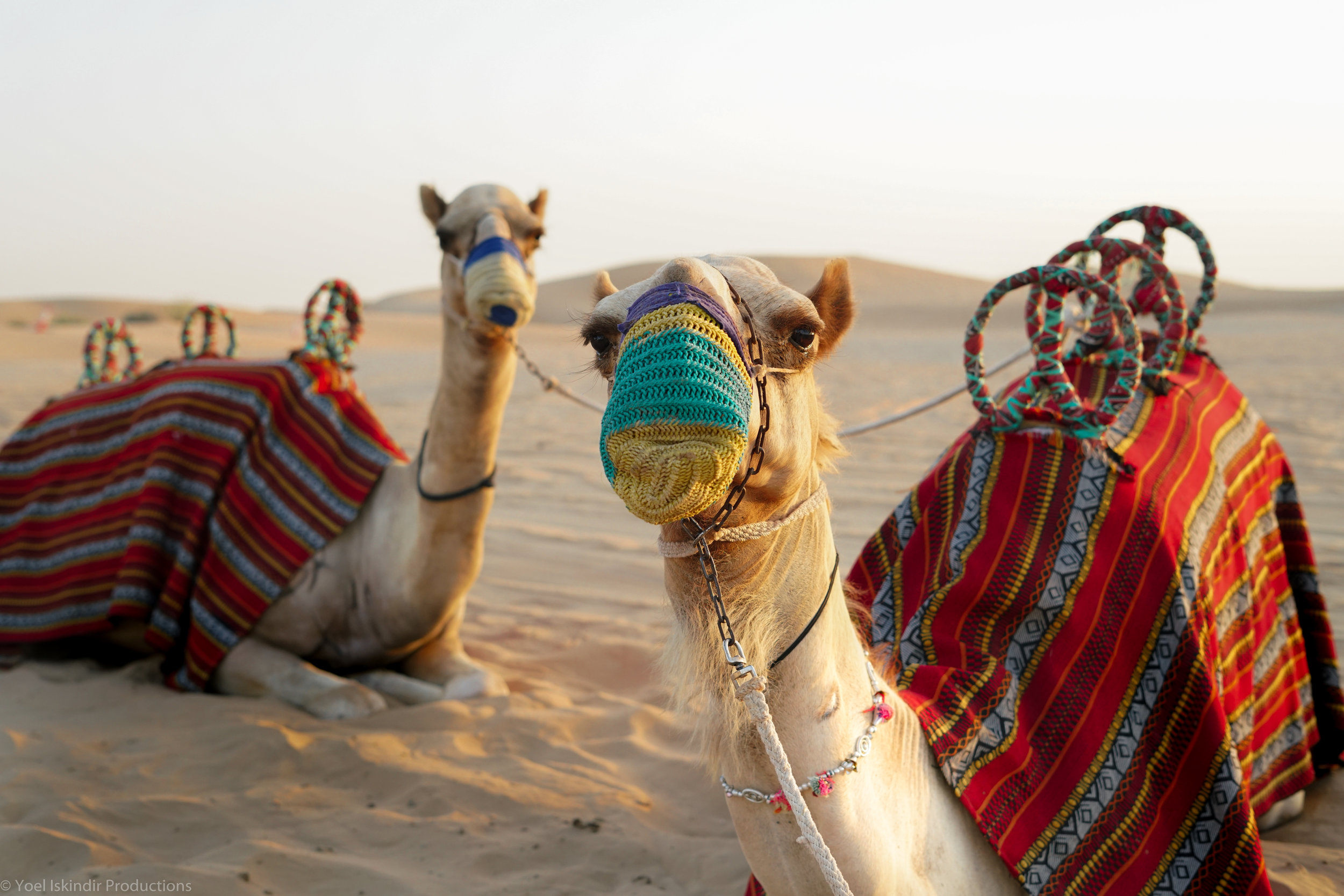 camels (1 of 1).jpg