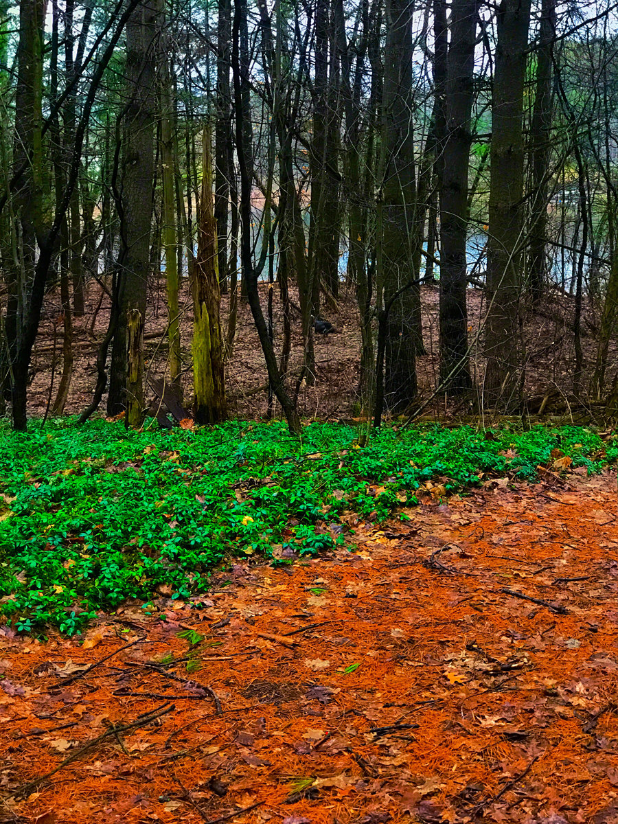 Green-and-Trees.jpg