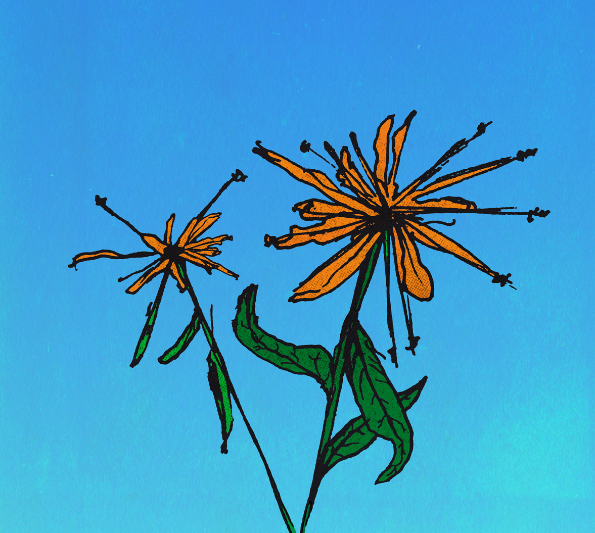 Two Flowers