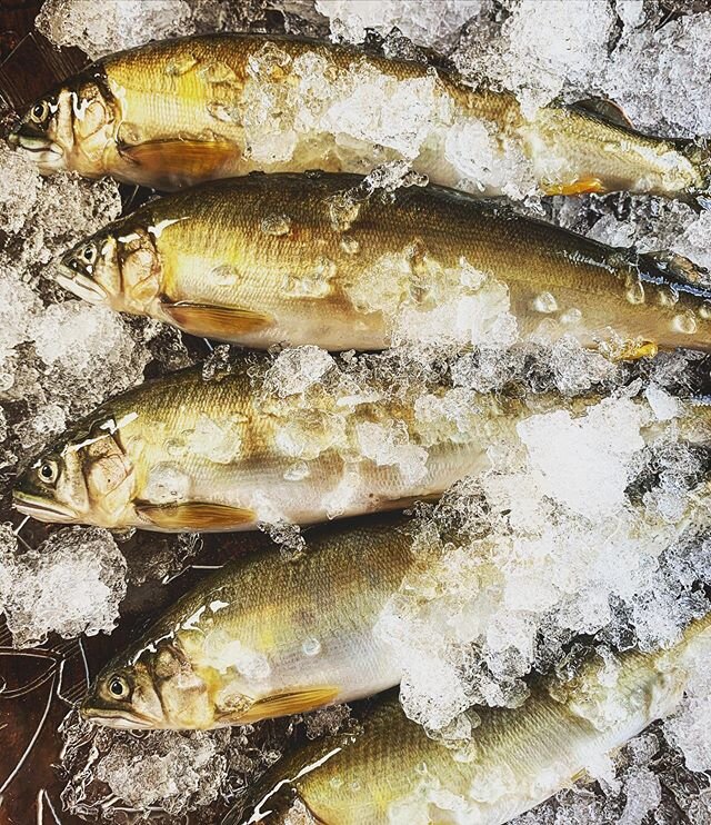 岐阜の鮎が届きました！🐟 本日から提供開始です！食材で季節を感じましょう👍

鮎を頭から食べられるコンフィや、旨味たっぷりのリゾットをご用意しております。

また、ジメジメと暑いので、冷やし中k&hellip;冷製パスタを始めました笑
毎年好評頂いております、バジル、トマト、じゅんさいの冷製パスタです。

皆様のご来店を心よりお待ちしております。

#trattoriafilo#filo#仙川#イタリアン#coedo#italian#italiawine#五島列島#放血神経締め#飛騨牛#wa