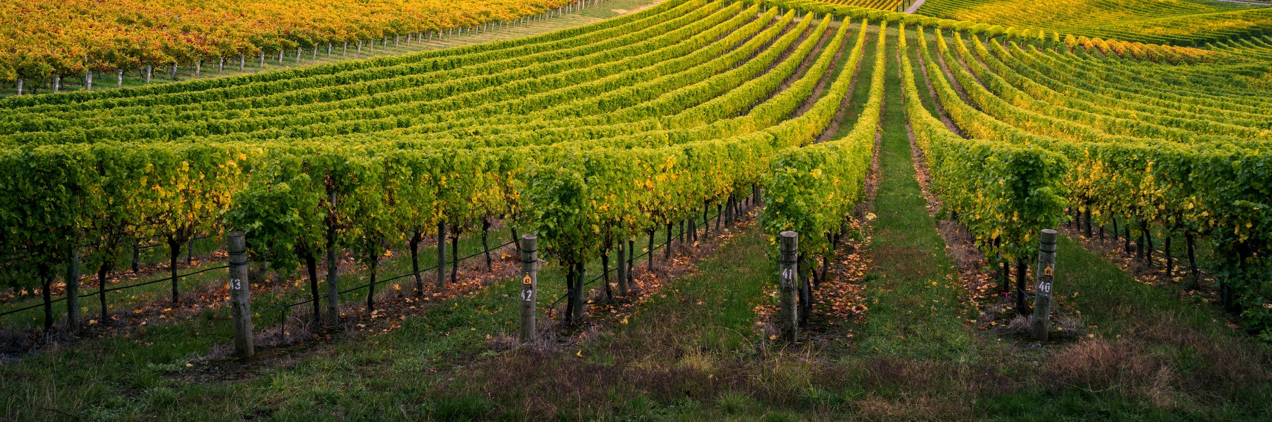 Sunrise_Vines.jpg