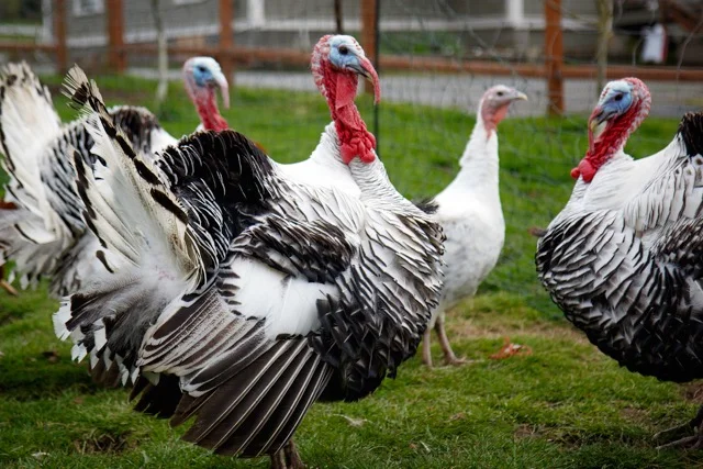 David Welton's photo of our Heritage birds in our orchard.