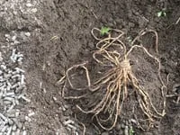 Video Blog - Planting Asparagus