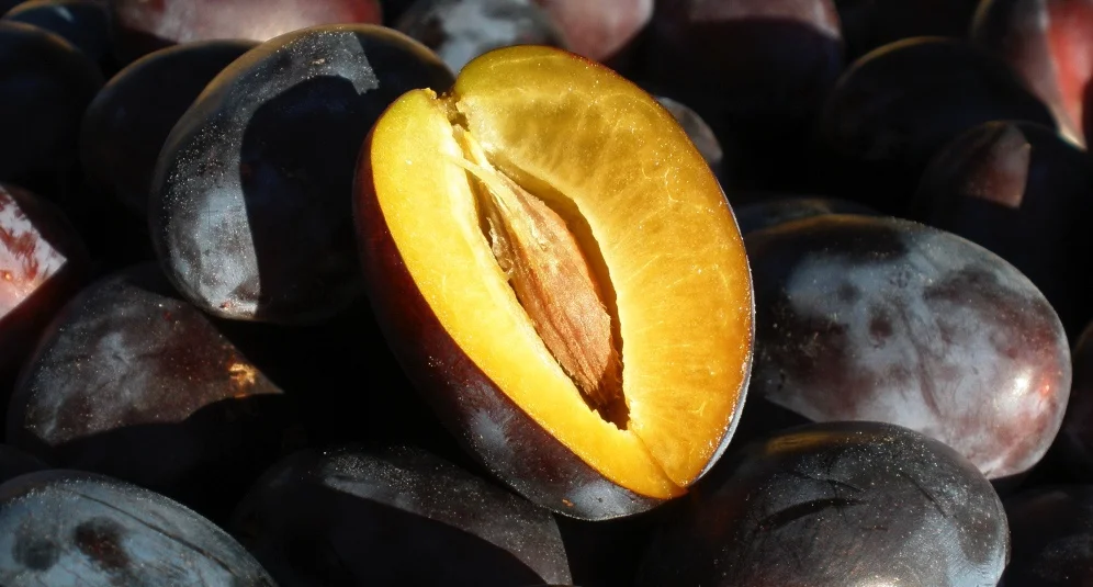 The humble Italian Prune Plum has probably been on Whidbey Island for over a century. There is nothing better for baking and preserving and they are happening right now.