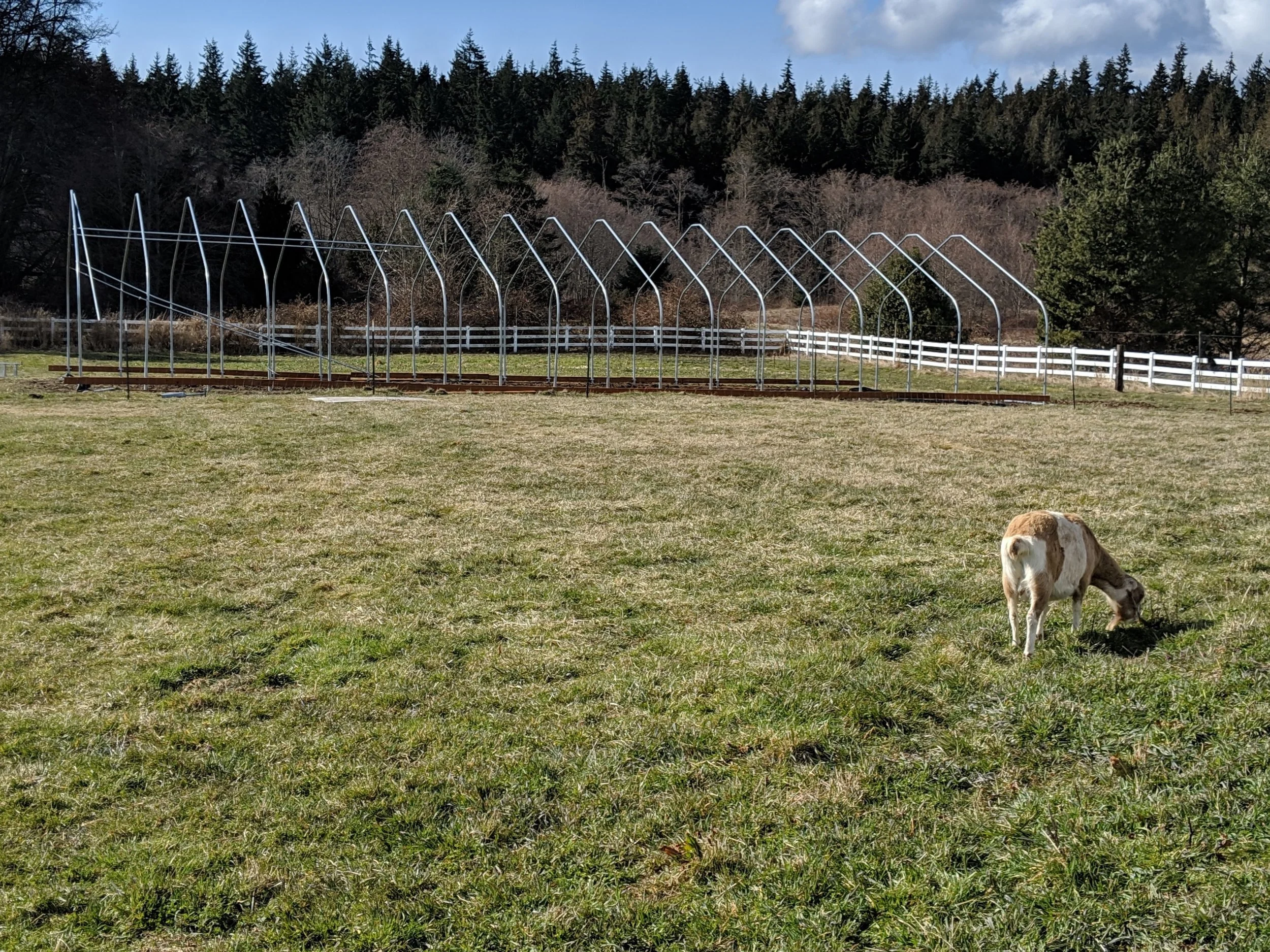 The start of the building of the hoop house. (Goat for perspective. That’s Sarah!)