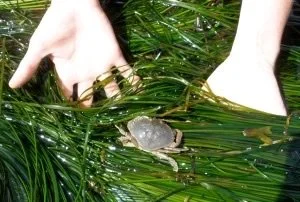 National Geographic | Seaweed is a superfood you can forage. Here’s how.