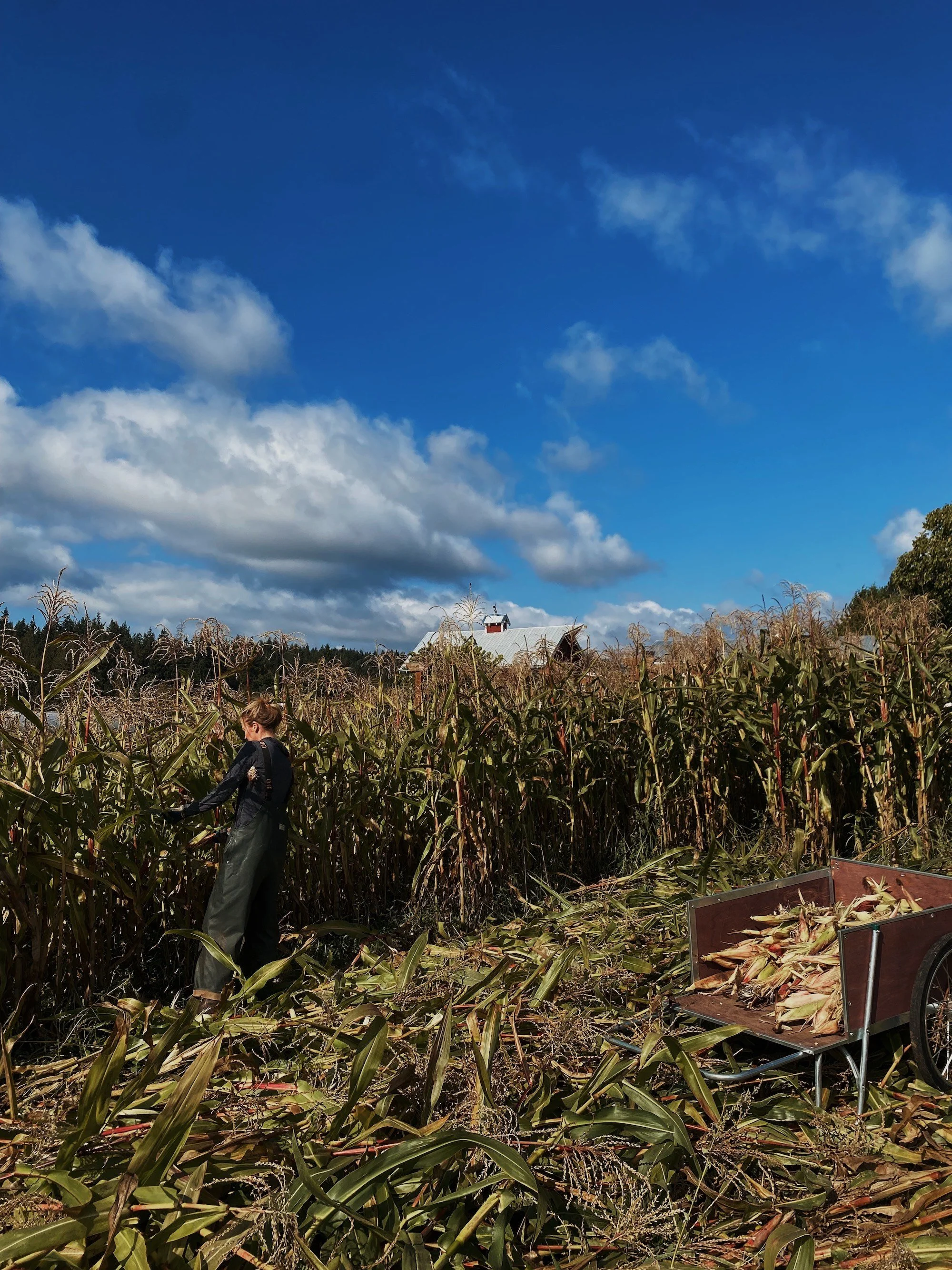 A Discussion about Fall | Farmer vs. Chef Perspectives