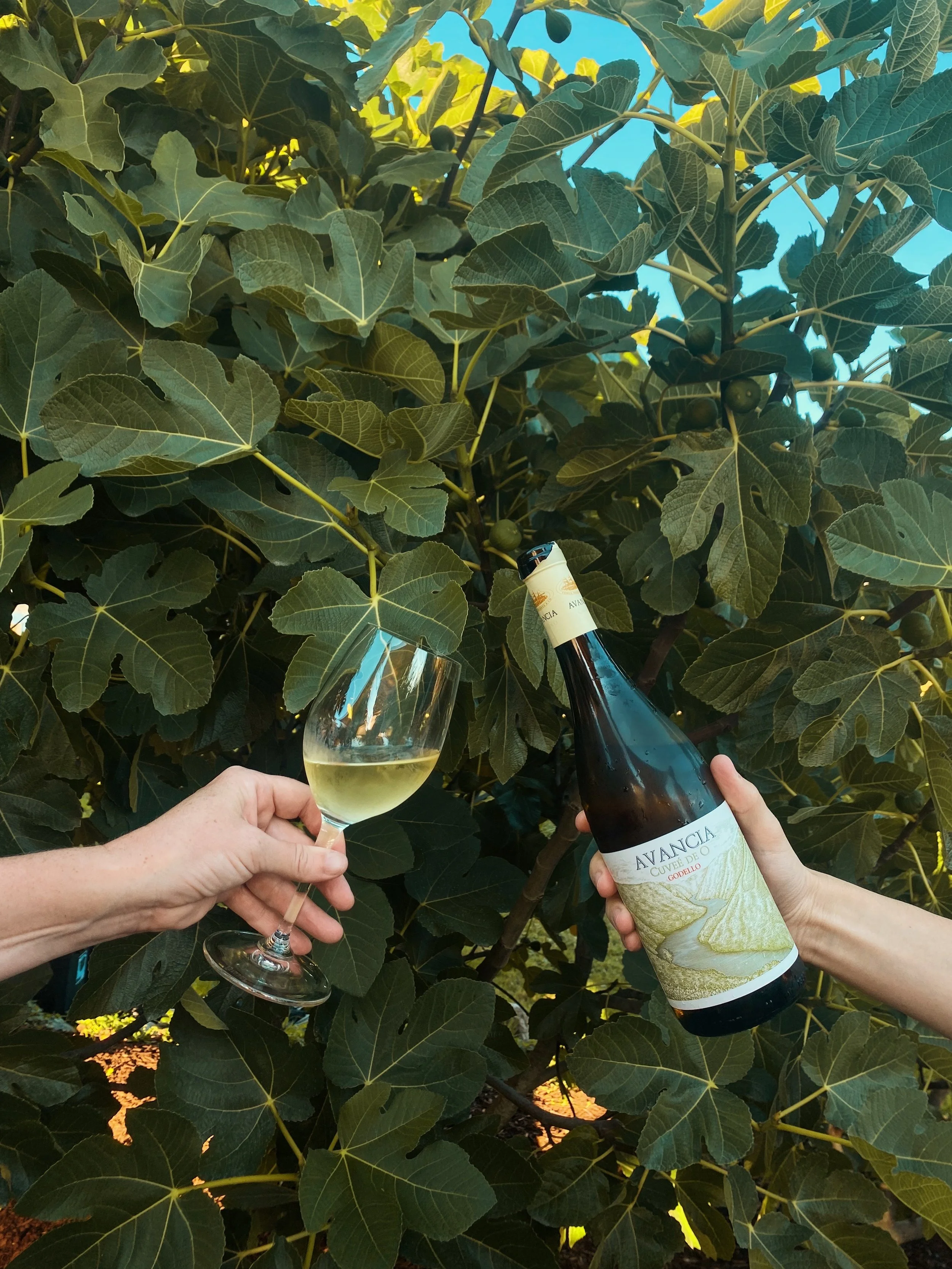 Tyla's Wine Highlight: Bodegas Avancia, Avancia Cuvée de O Godello