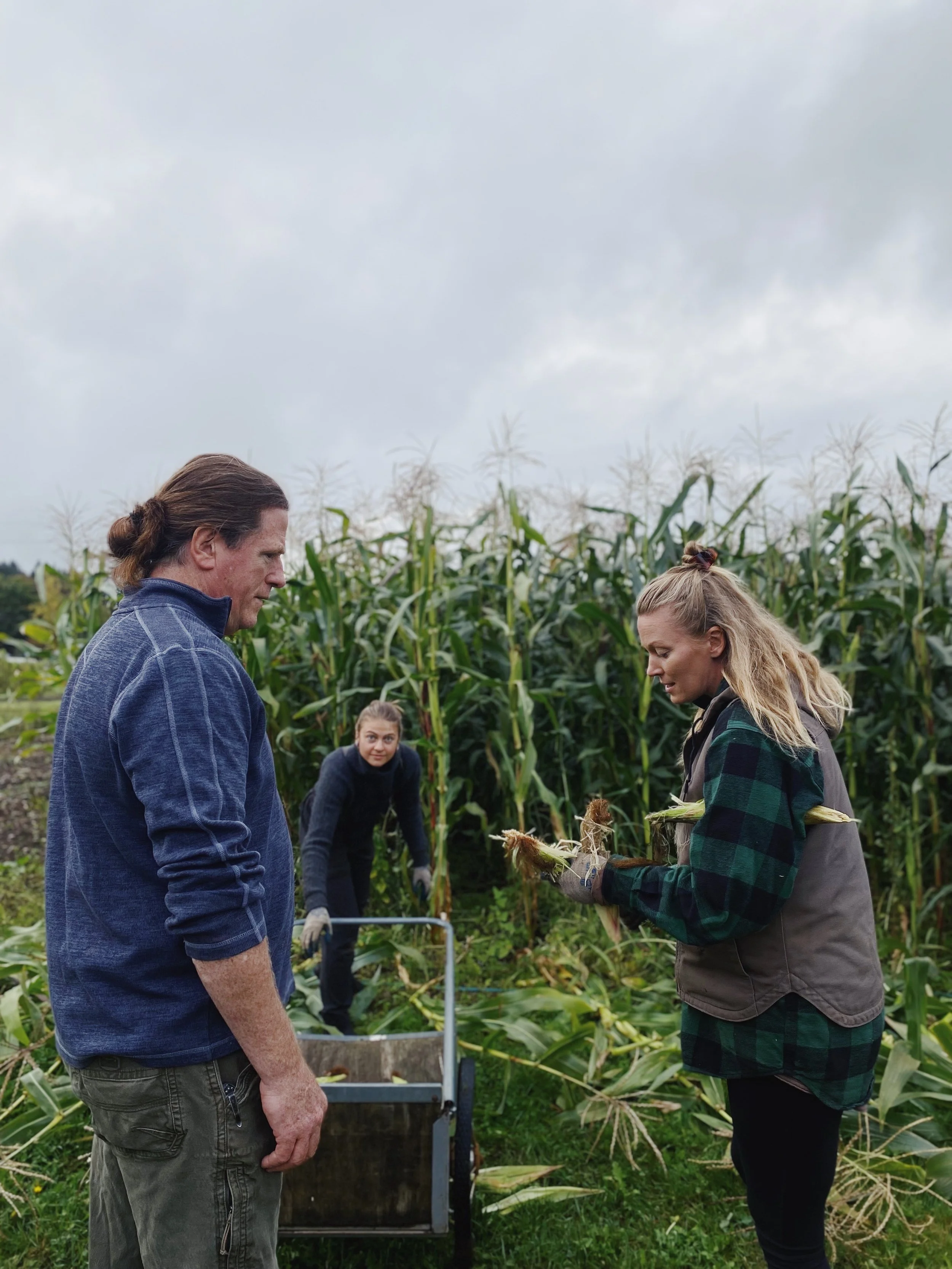 8 Row Flint Corn Harvest, 2024