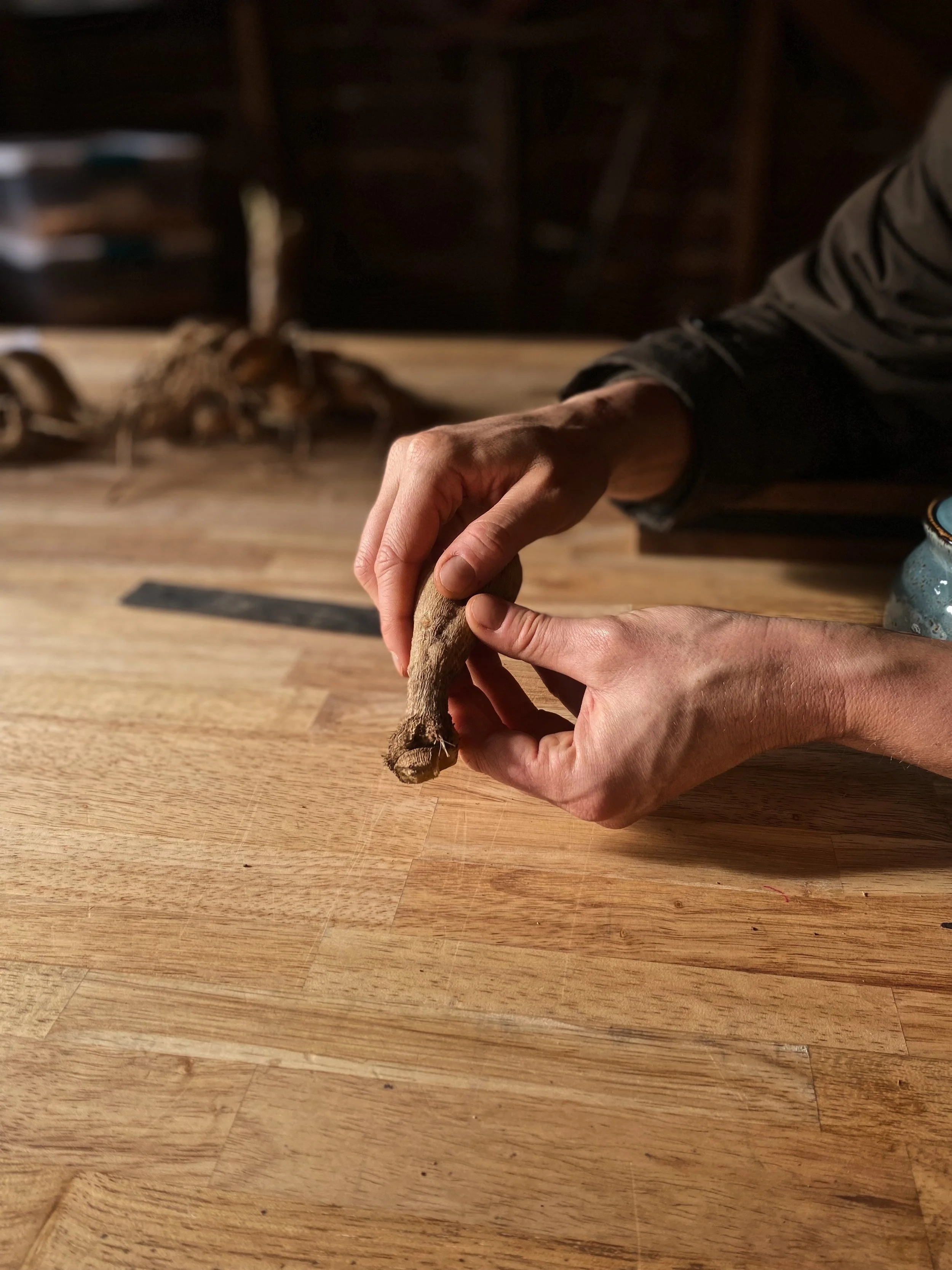 Dahlia Tuber Workshop Recap 